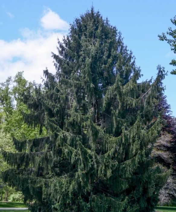 Норвежки смърч (Viminalis)