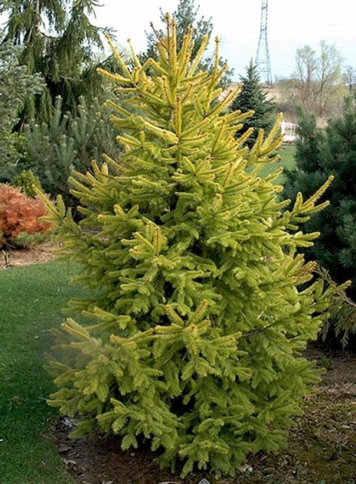 Сръбски смърч Ауреа