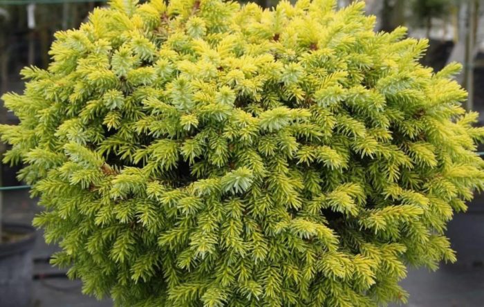 Сръбски смърч Певе Тижин