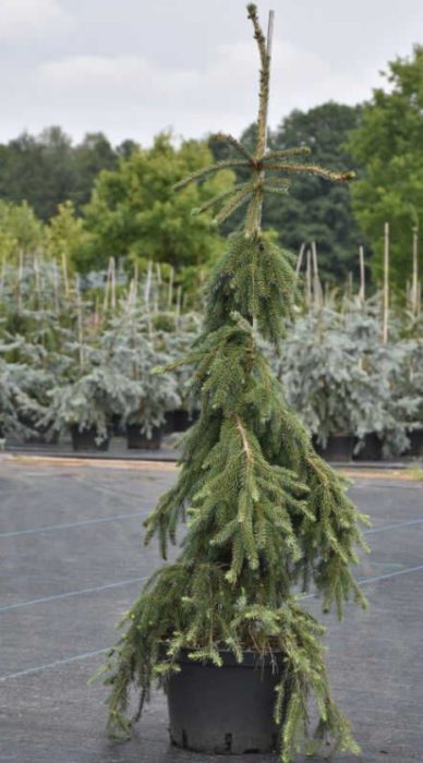 Pendula Kuk е сръбски сорт смърч.