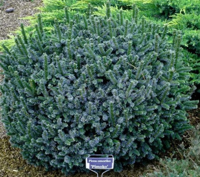 Сръбски смърч Пимоко