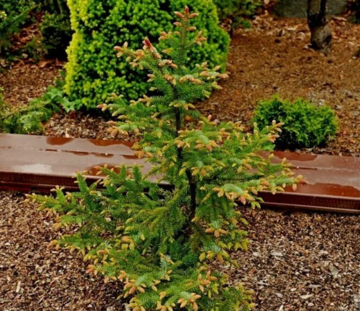 Сорт Ротер Аустреб