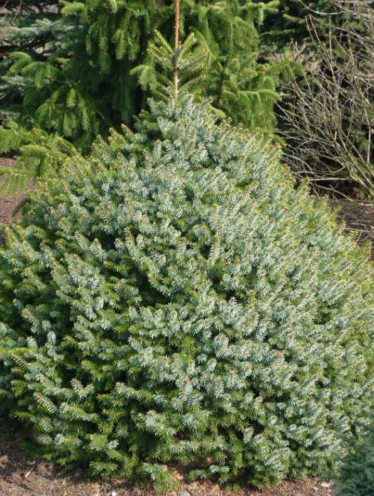 Сръбски смърч Треблич