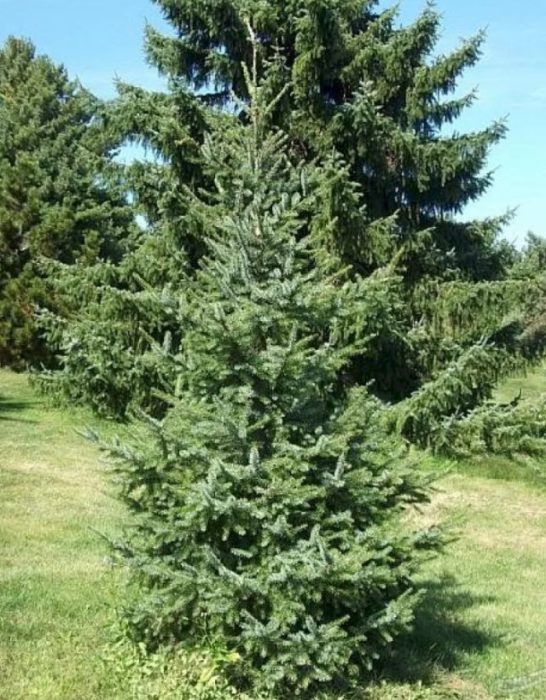 Сръбски смърч Фрея
