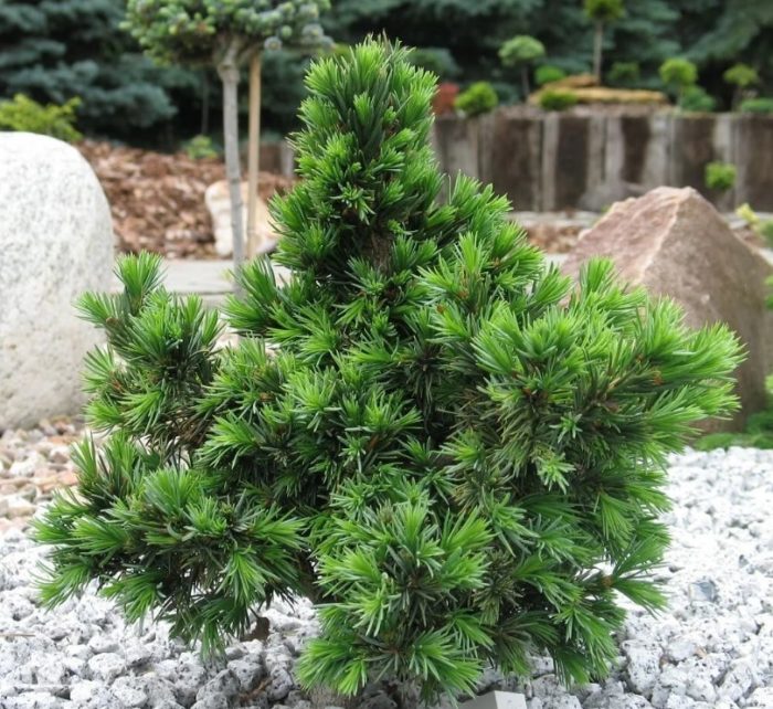 Сръбски смърч, сорт Водан