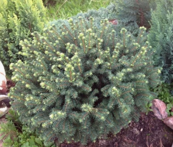 Сръбски смърчов гном