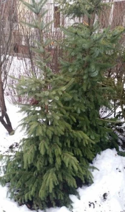 Сръбски смърч Мерлин