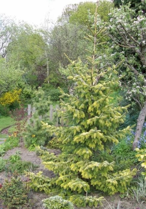 Сорт Нана Ауреа