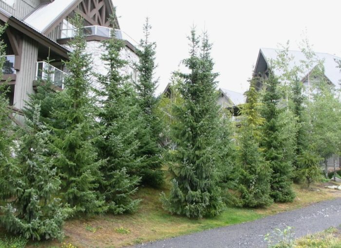 Сръбски смърч в пейзажа