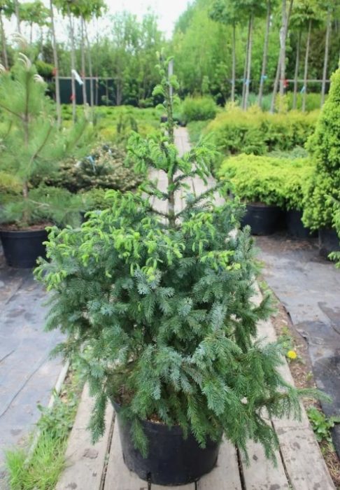 Фиданка от сръбски смърч