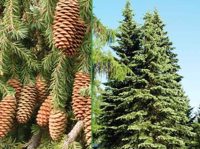 Сибирски смърч и шишарки