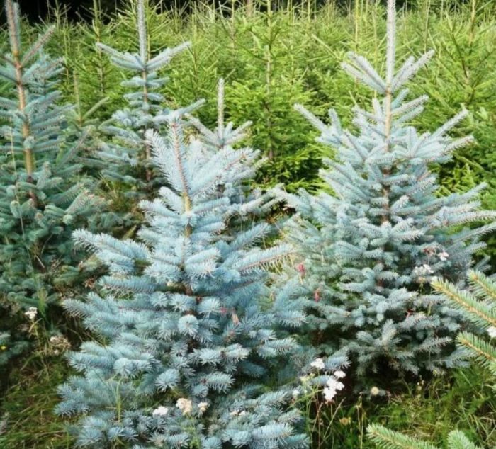 Сибирски син смърч