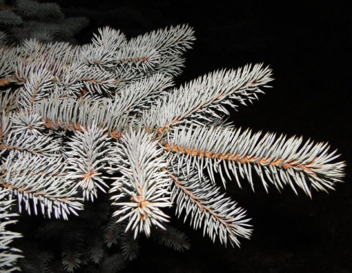 Сибирски печорски смърч