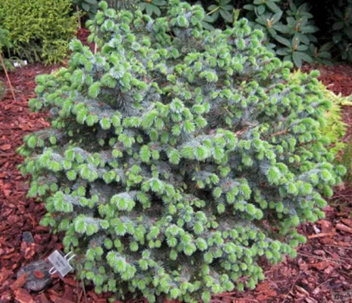 Ситкански смърч Папуза