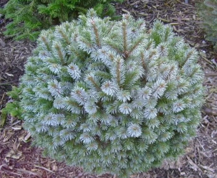 Ситка Смърч Нана