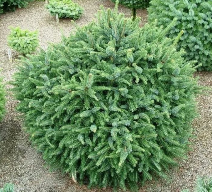 Сорт „Захарна глава“