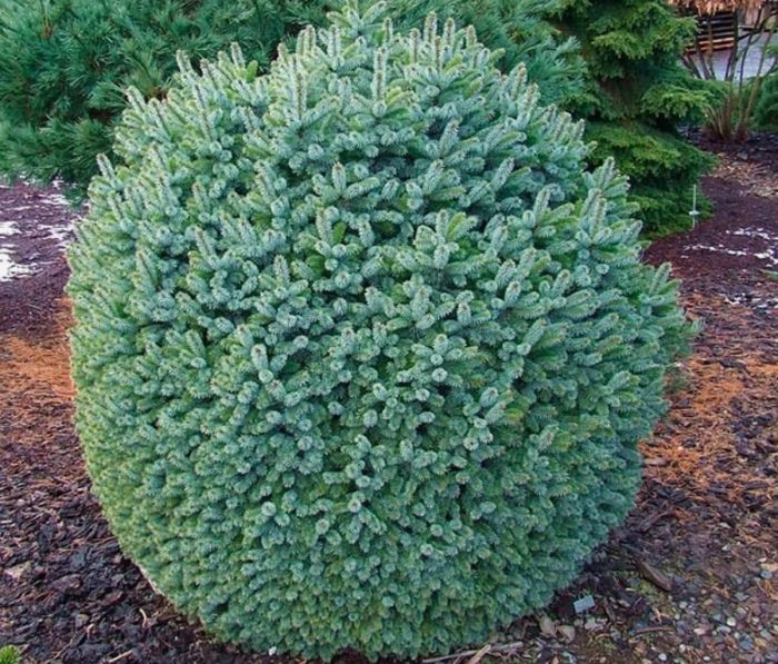 Разнообразие от тенас