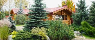 Смърч в пейзажа