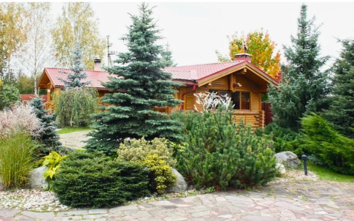 Смърч в пейзажа