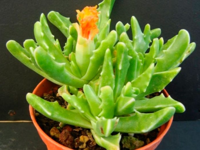 Фаукария с дребни зъби