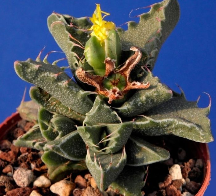 Красива Фаукария