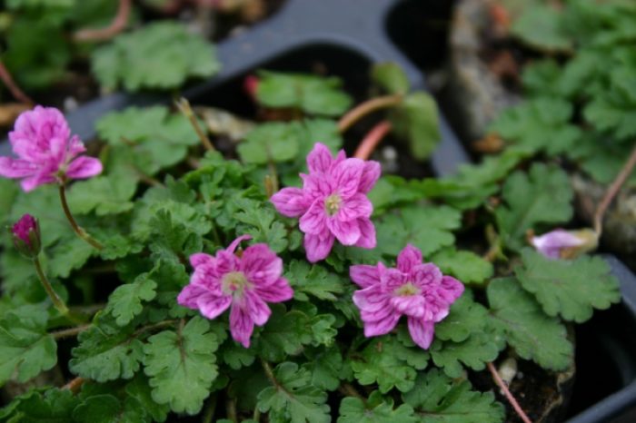 Щъркел сорт Флоре Плено