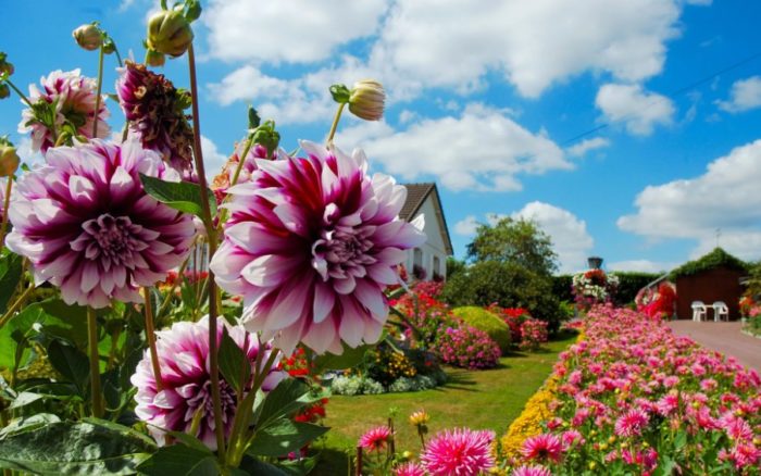Далии в дачата Място за далии