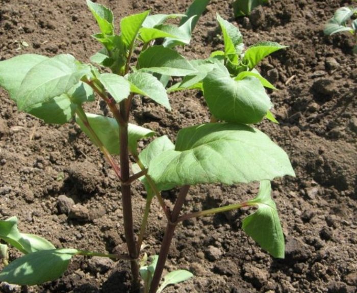 Кълнове от смлени далии Далия пониква след засаждане