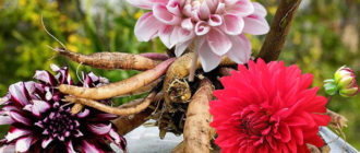 Цветя и грудки на далии