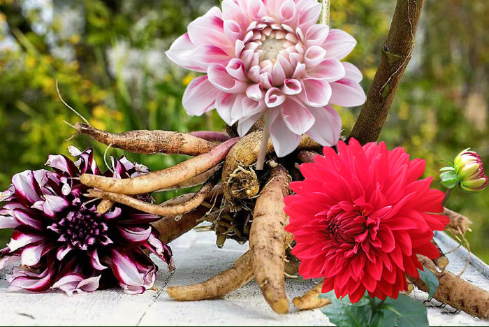 Грудки и цветове на далии Цветя и грудки на далии