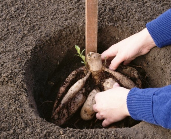 Засаждане на грудки от далии Засаждане на далии