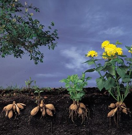 Как да отглеждаме далии Растеж на далии