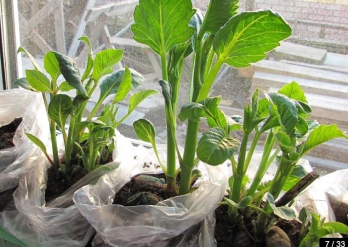 Покълване в торбичка Покълване на перваза на прозореца