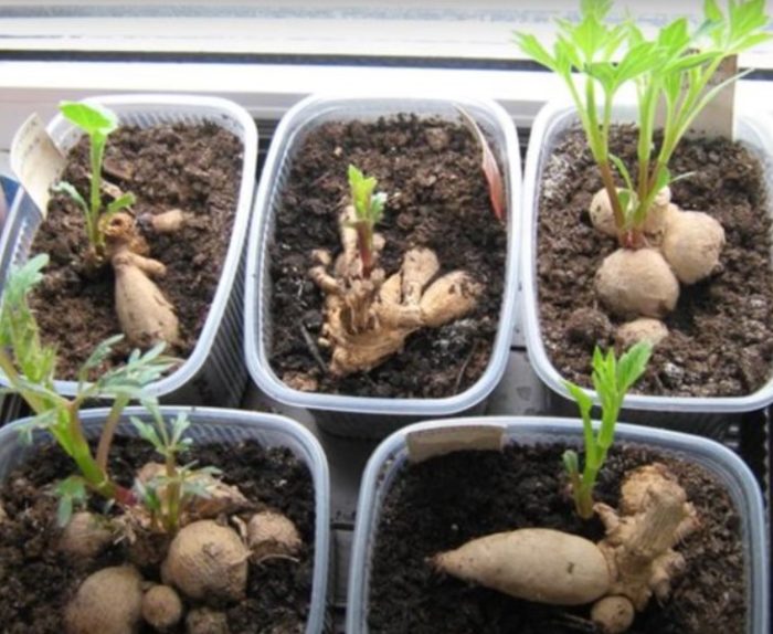 Засаждане на далии за покълване Поникващи далии