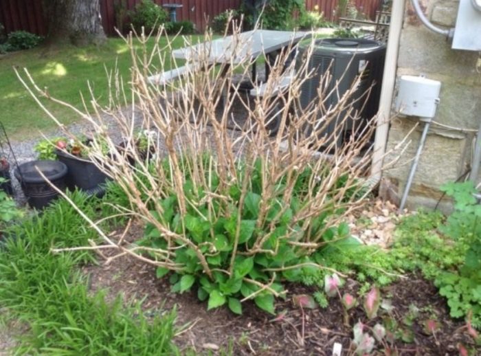 Храстът преди резитба