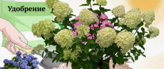 Торене на хортензии