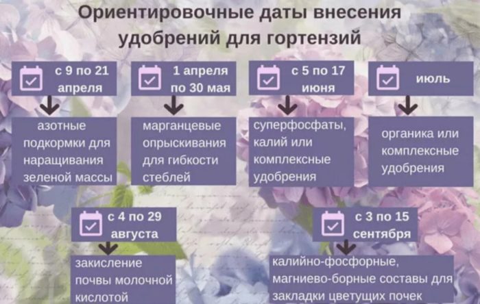 Възможни дати за прилагане на тор върху хортензия