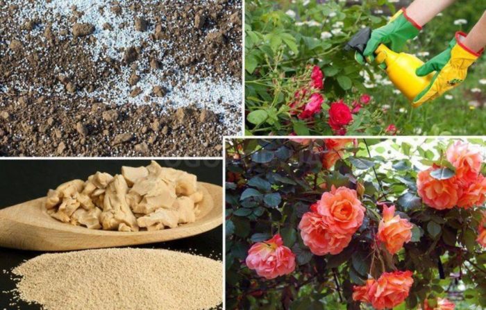 Торене по време на цъфтеж