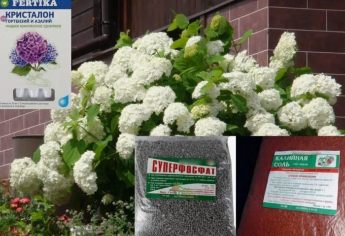 Торове за хортензия