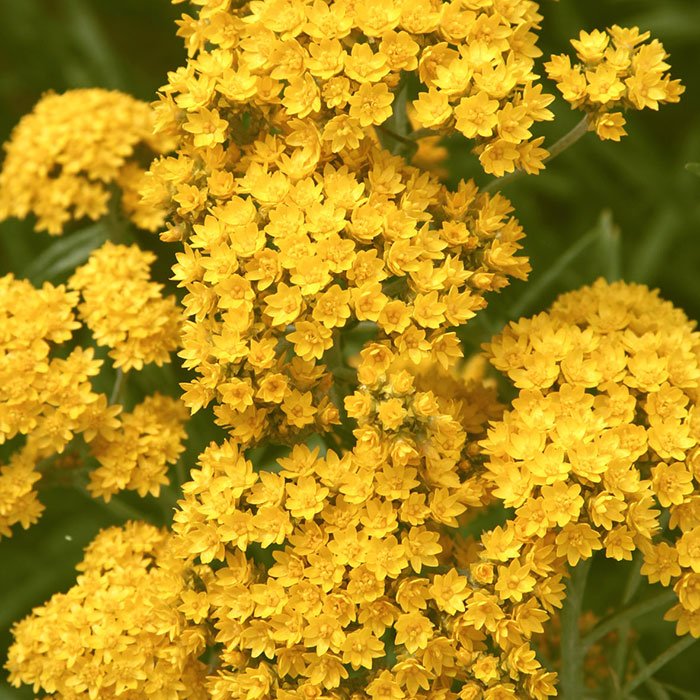 Хумболтов акроклинум