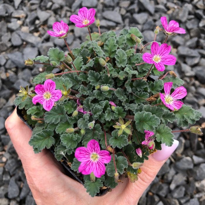 Щъркелов мустак (Erodium x variabile)