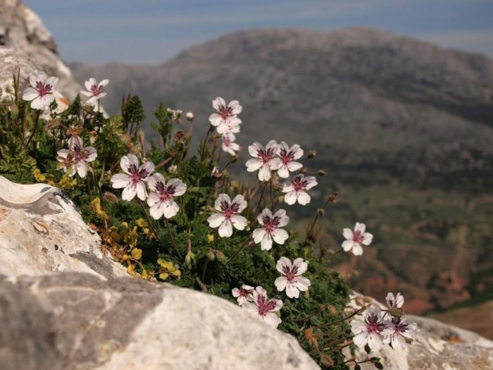 Трева на скалистия щъркел (Erodium cheilanthifolium)