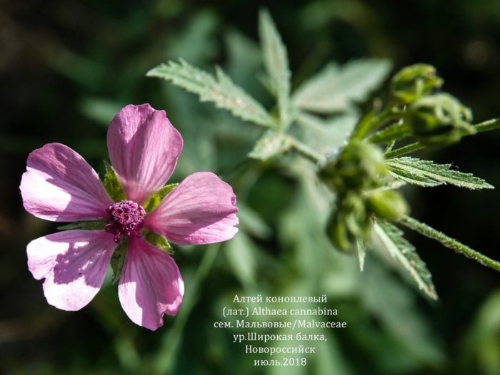Блат (Althaea cannabina)