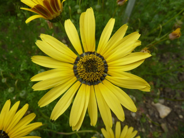 Урсиния специоза