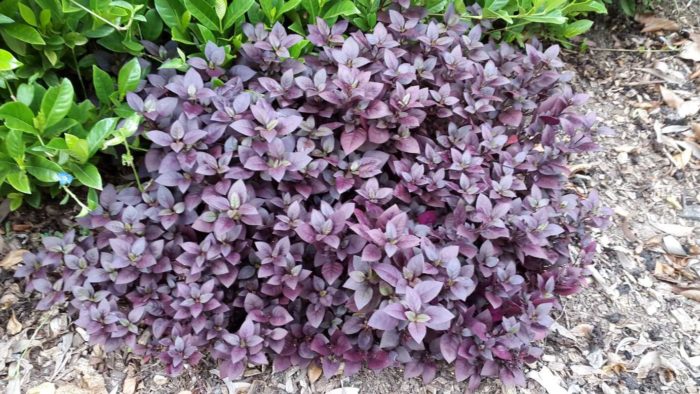 Разнообразие Little Ruby