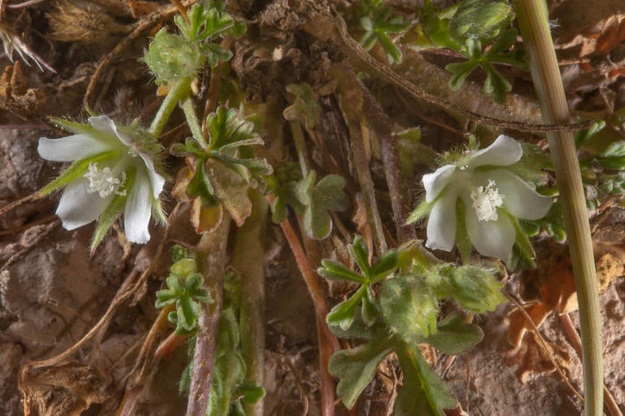 Блат (Althaea ludwigii L.)