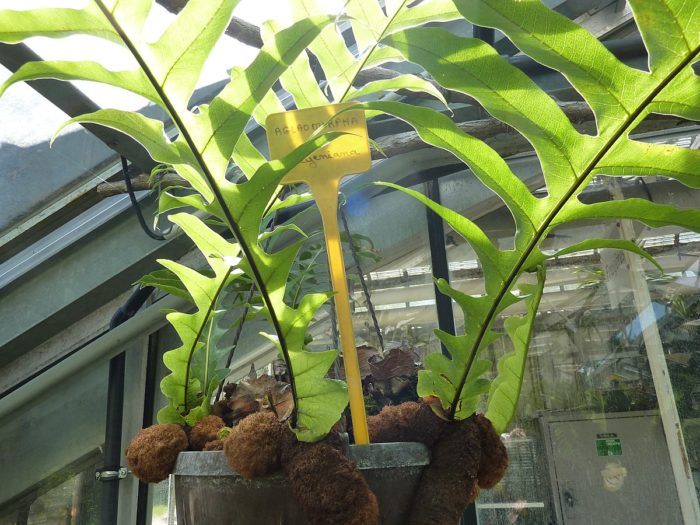 Аглаоморфа мейениана