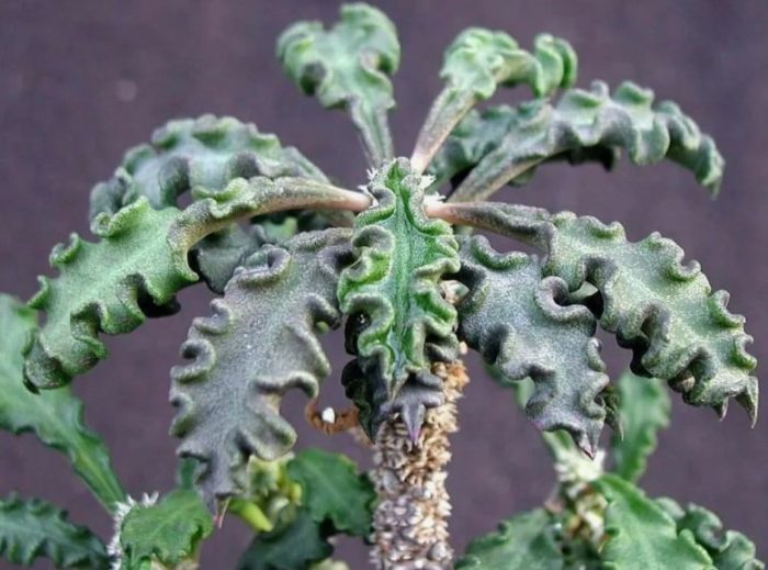 Euphorbia decarie crasicaulus