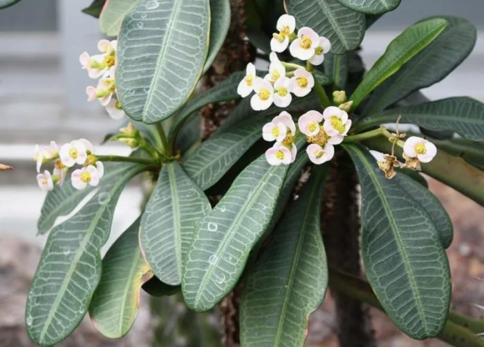 Гребен от еуфорбия