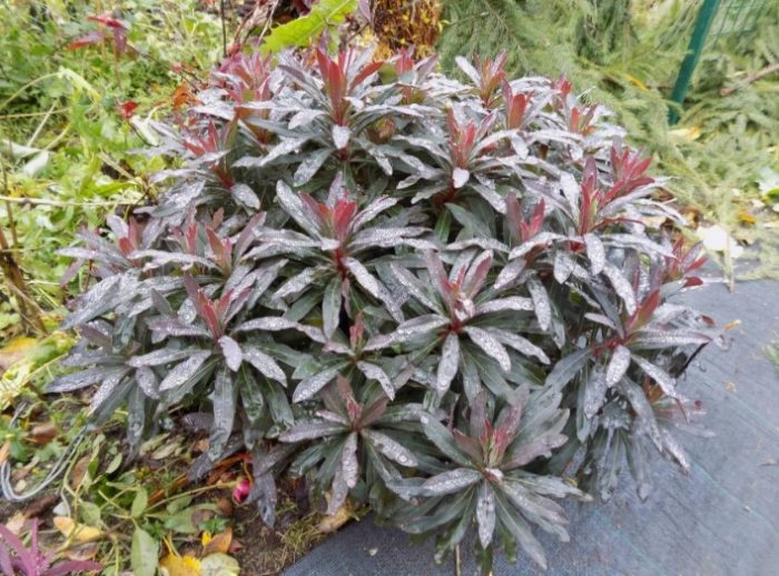 Млечка с форма на бадем